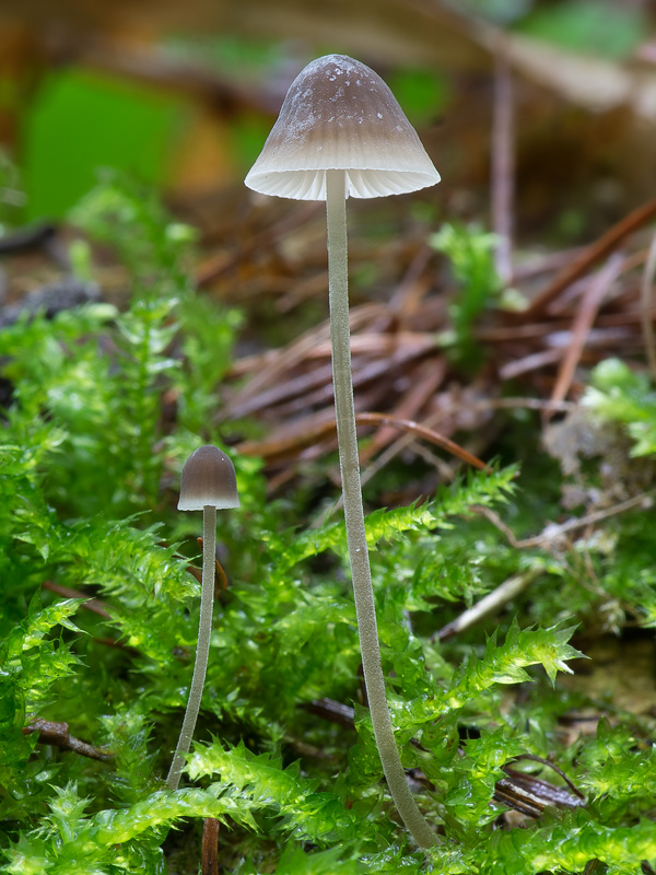 Mycenella lasiosperma